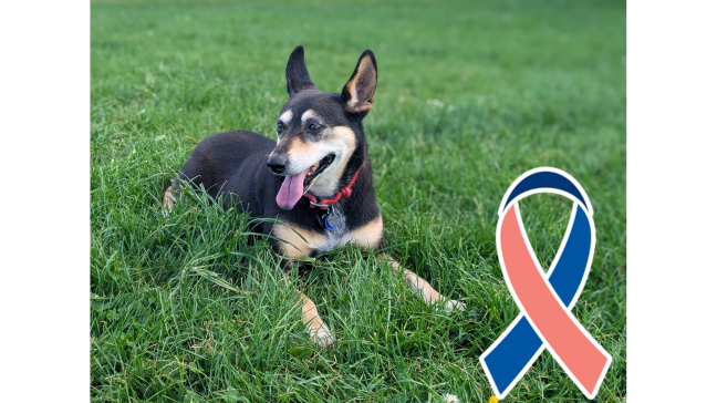 Pet Cancer Awareness Month